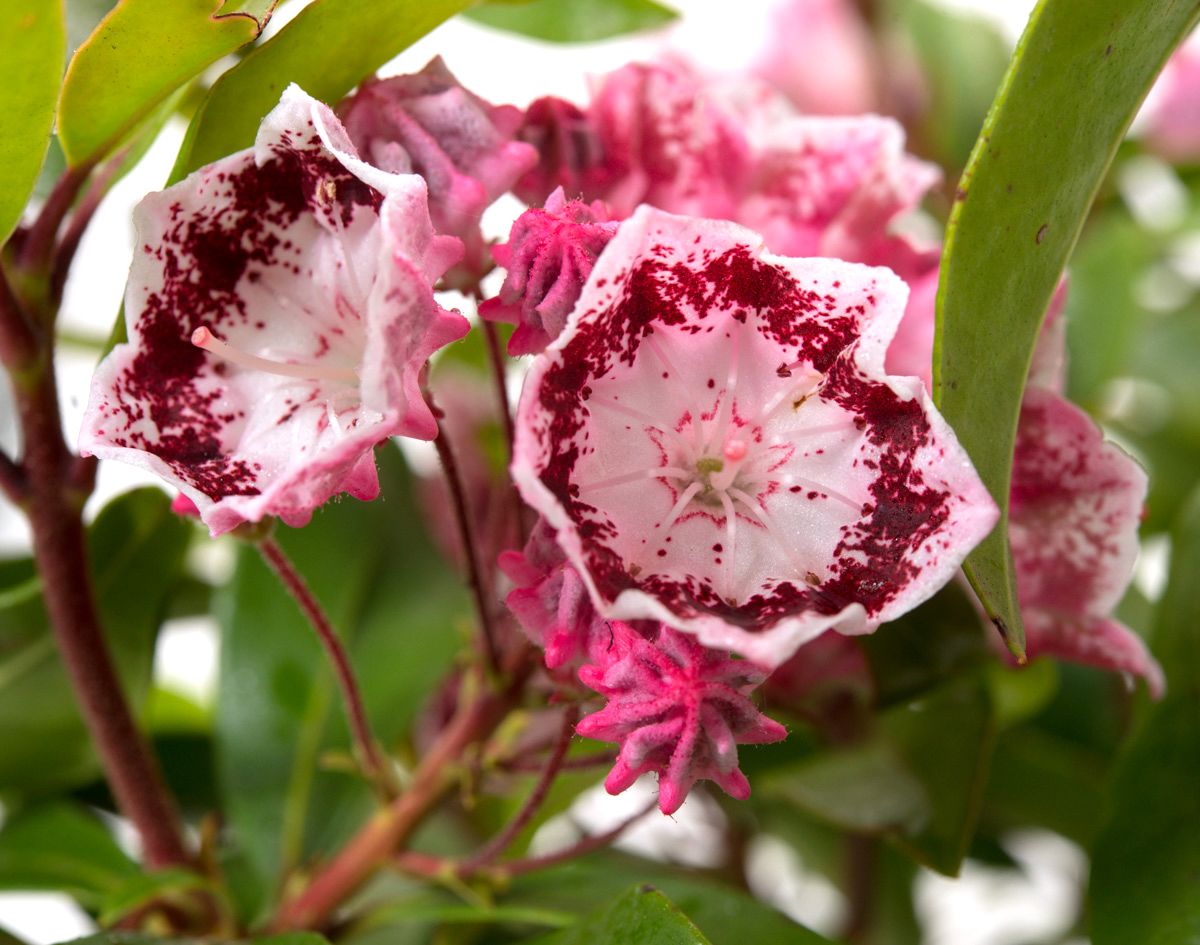 Berglorbeer Ostbo Red Kalmia latifolia Ostbo Red g??nstig kaufen