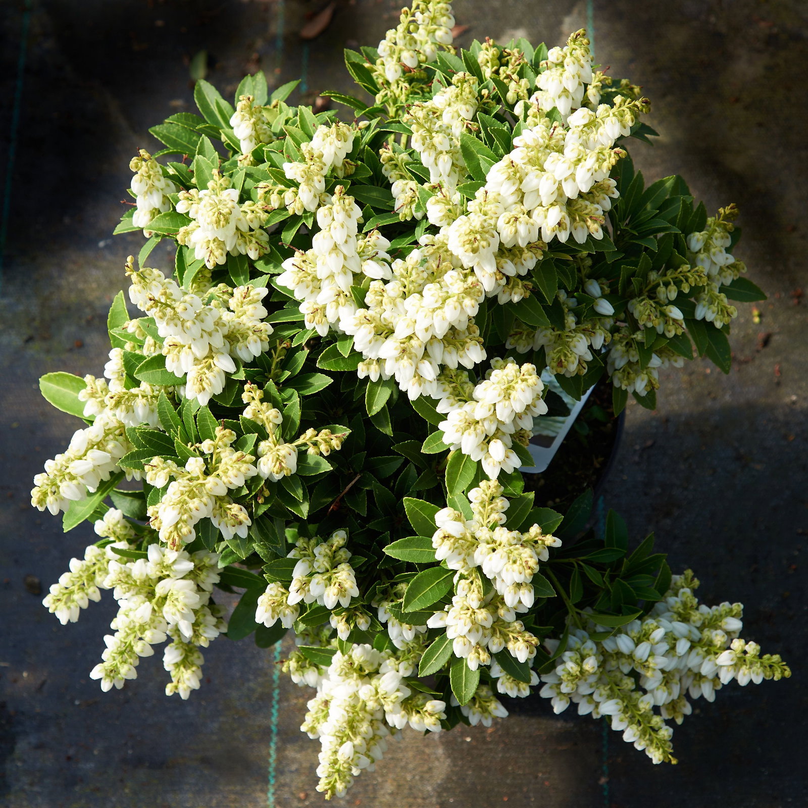 Japanische Lavendelheide - Pieris japonica Sarabande gnstig kaufen