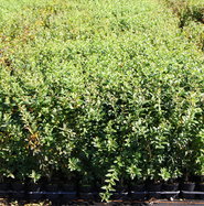 Liguster Glaucum - Ligustrum vulgare Glaucum gnstig kaufen