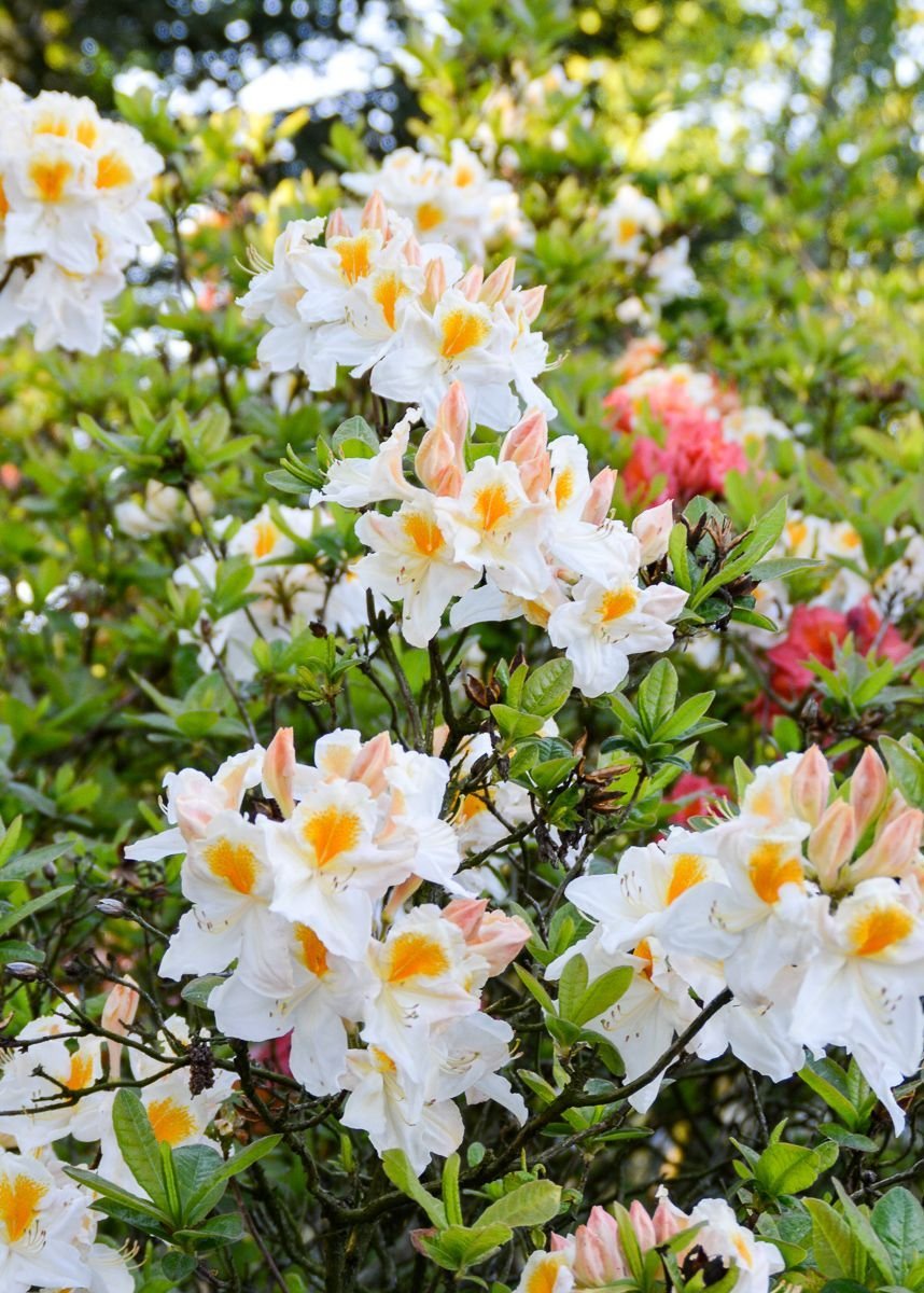 Sommergrne Azalee Sonia - Rhododendron luteum Sonia gnstig kaufen