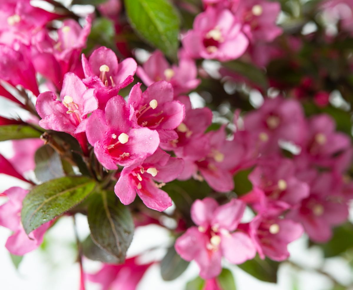 Dunkelrotblättrige Weigelie Minor Black® Weigela florida Minor Black