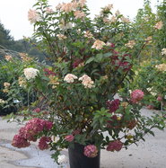 Rispenhortensie Vanille Fraise - Hydrangea paniculata Vanille Fraise  gnstig kaufen