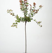 Glanzmispel Little Red Robin - Photinia fraseri Little Red Robin gnstig  kaufen