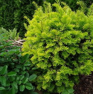 Gelbe Eibe - Taxus baccata Aurea gnstig kaufen