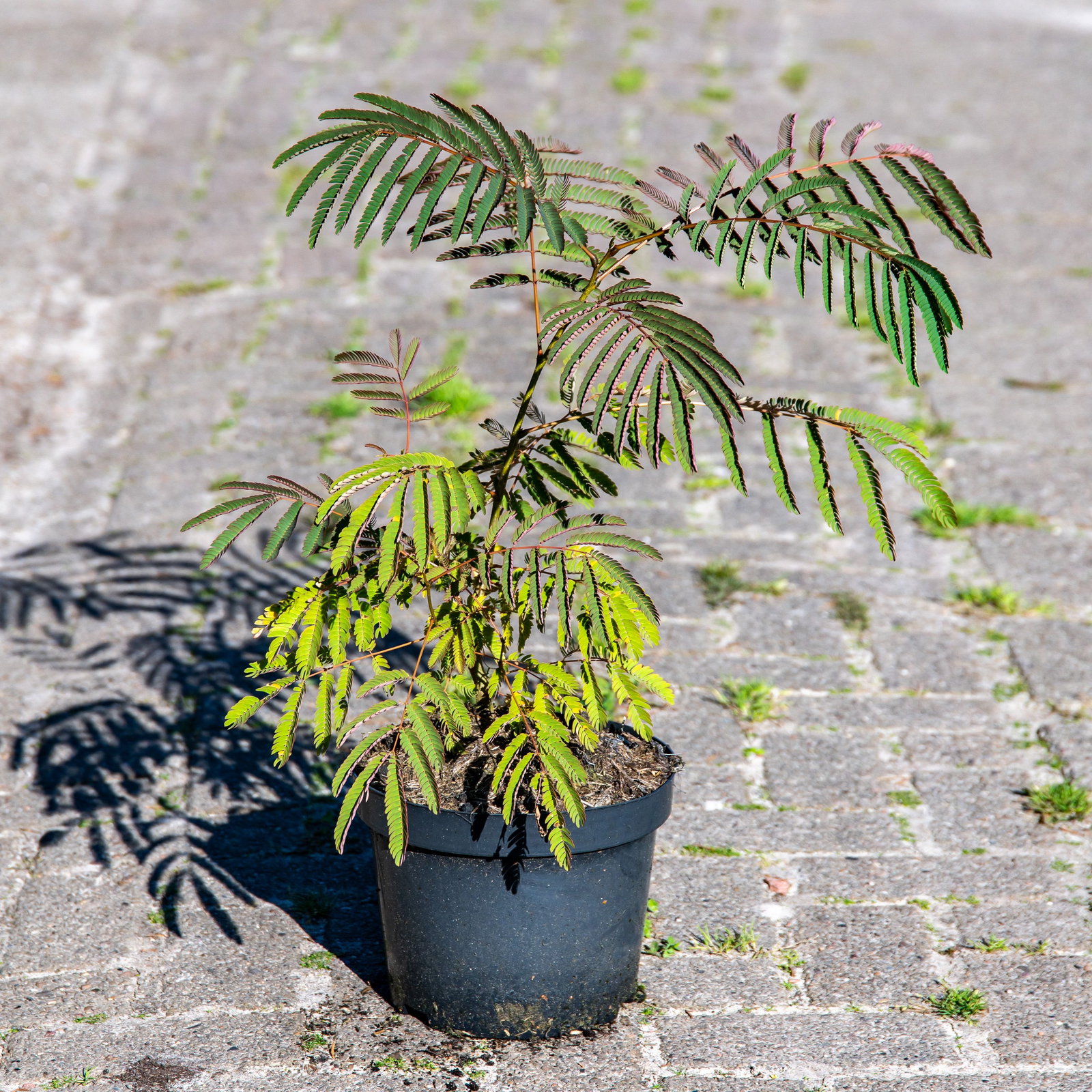 Seidenbaum - Albizia julibrissin gnstig kaufen