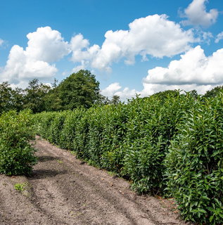 genolia kirschlorbeer kaufen Kirschlorbeer 'Genolia' kaufen – kompakte Hecke