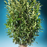 Kirschlorbeer Reynvaanii - Prunus laurocerasus Reynvaanii gnstig kaufen