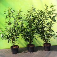 Kirschlorbeer Reynvaanii - Prunus laurocerasus Reynvaanii gnstig kaufen