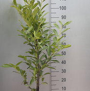 Kirschlorbeer Reynvaanii - Prunus laurocerasus Reynvaanii gnstig kaufen