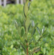 philodendron bannoniae Philodendron Bonifaziae
