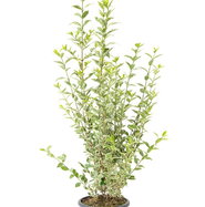 Liguster Argenteum - Ligustrum ovalifolium Argenteum | jetzt gnstig online  kaufen