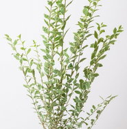 Liguster Argenteum - Ligustrum ovalifolium Argenteum | jetzt gnstig online  kaufen
