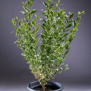 Liguster Argenteum - Ligustrum ovalifolium Argenteum | jetzt gnstig online  kaufen