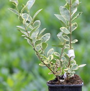 Liguster Argenteum - Ligustrum ovalifolium Argenteum | jetzt gnstig online  kaufen