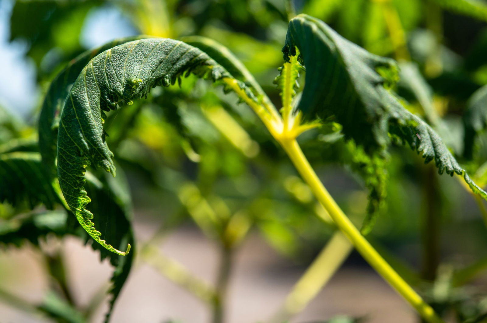 Rosskastanie Laciniata Aesculus hippocastanum Laciniata günstig kaufen