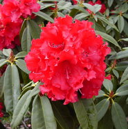 Rhododendron Taurus - Rhododendron Hybride Taurus gnstig kaufen