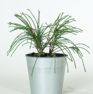 Riesen-Lebensbaum Whipcord - Thuja plicata Whipcord gnstig kaufen