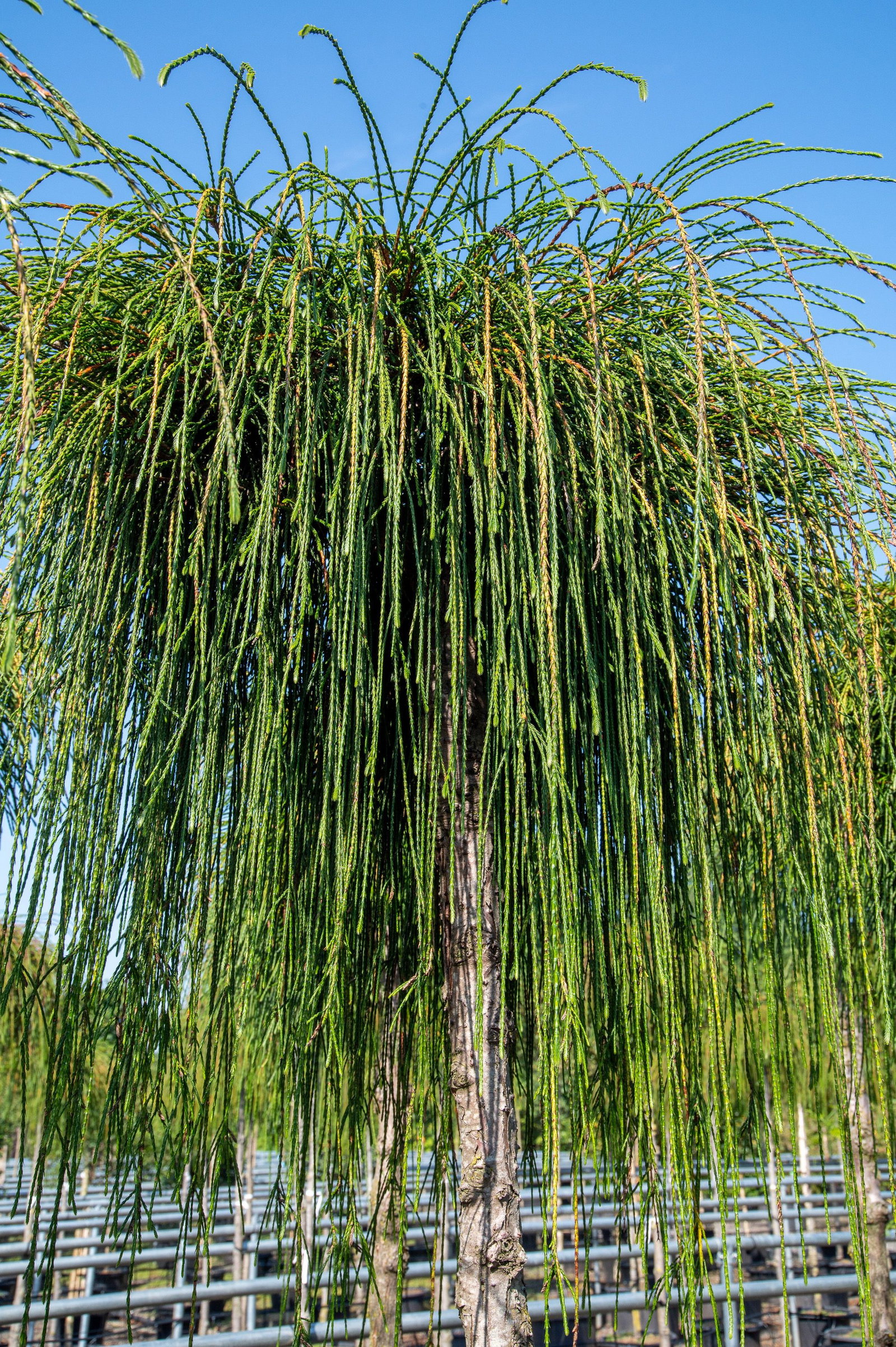 Riesen-Lebensbaum Whipcord - Thuja plicata Whipcord gnstig kaufen