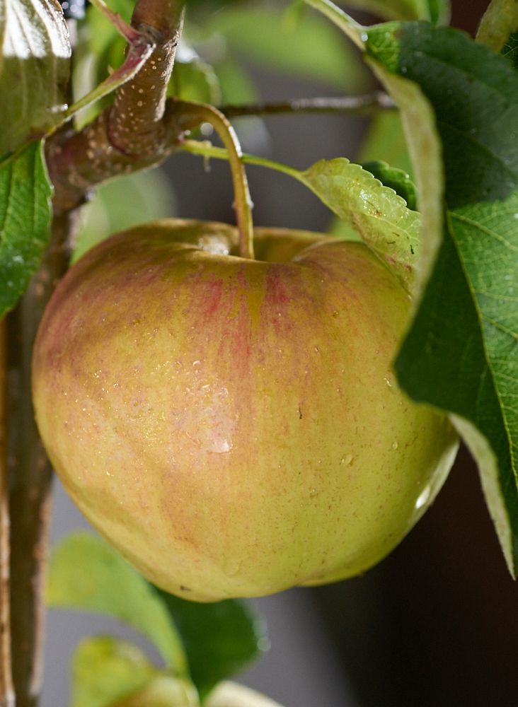 Apfel Pinova Malus Pinova günstig kaufen