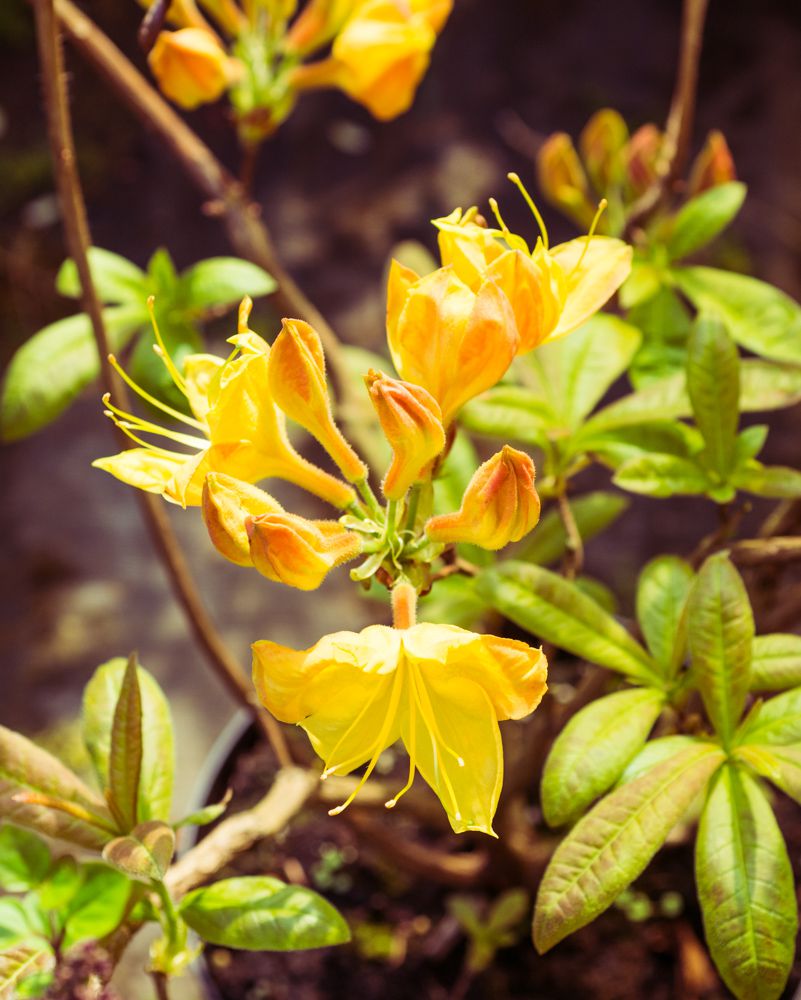 Golden Rhododendron Rhododendron Golden Lights - Rhododendron prinophyllum Golden Lights ...
