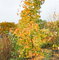 Amberbaum Worplesdon Liquidambar styraciflua Worplesdon günstig kaufen