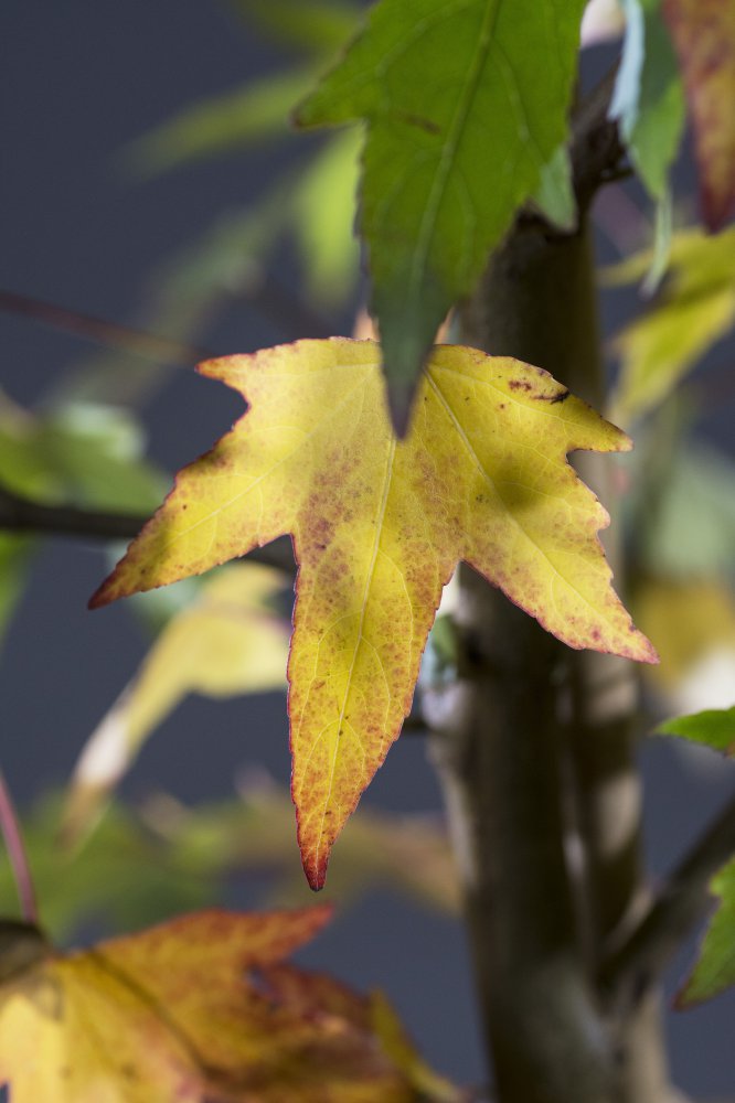 Amberbaum Worplesdon Liquidambar styraciflua Worplesdon günstig kaufen
