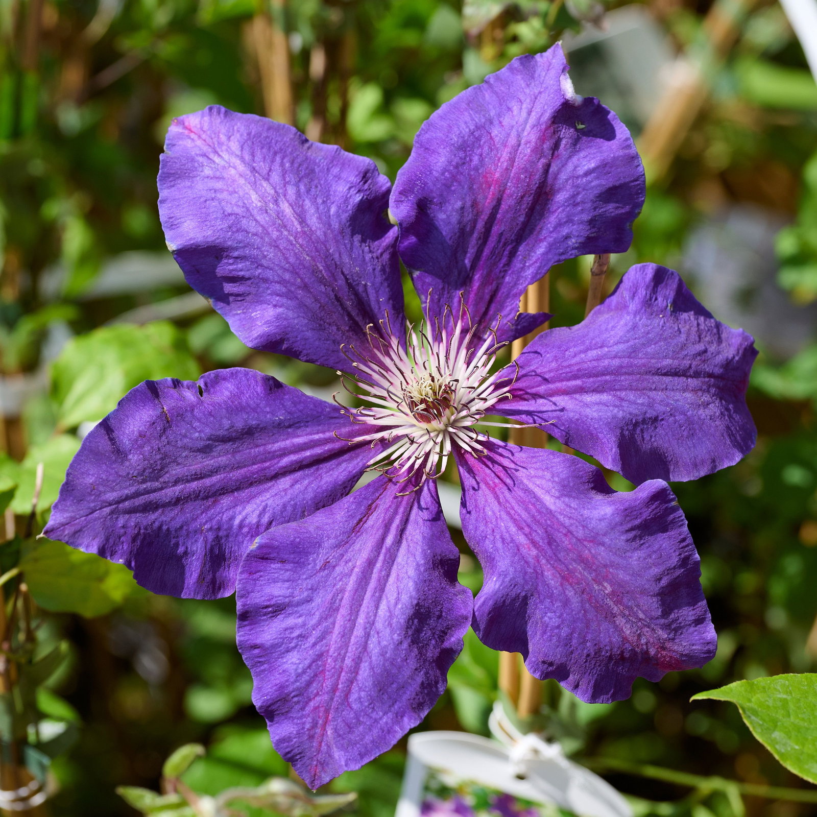 Waldrebe Satsukibare - Clematis Satsukibare gnstig kaufen