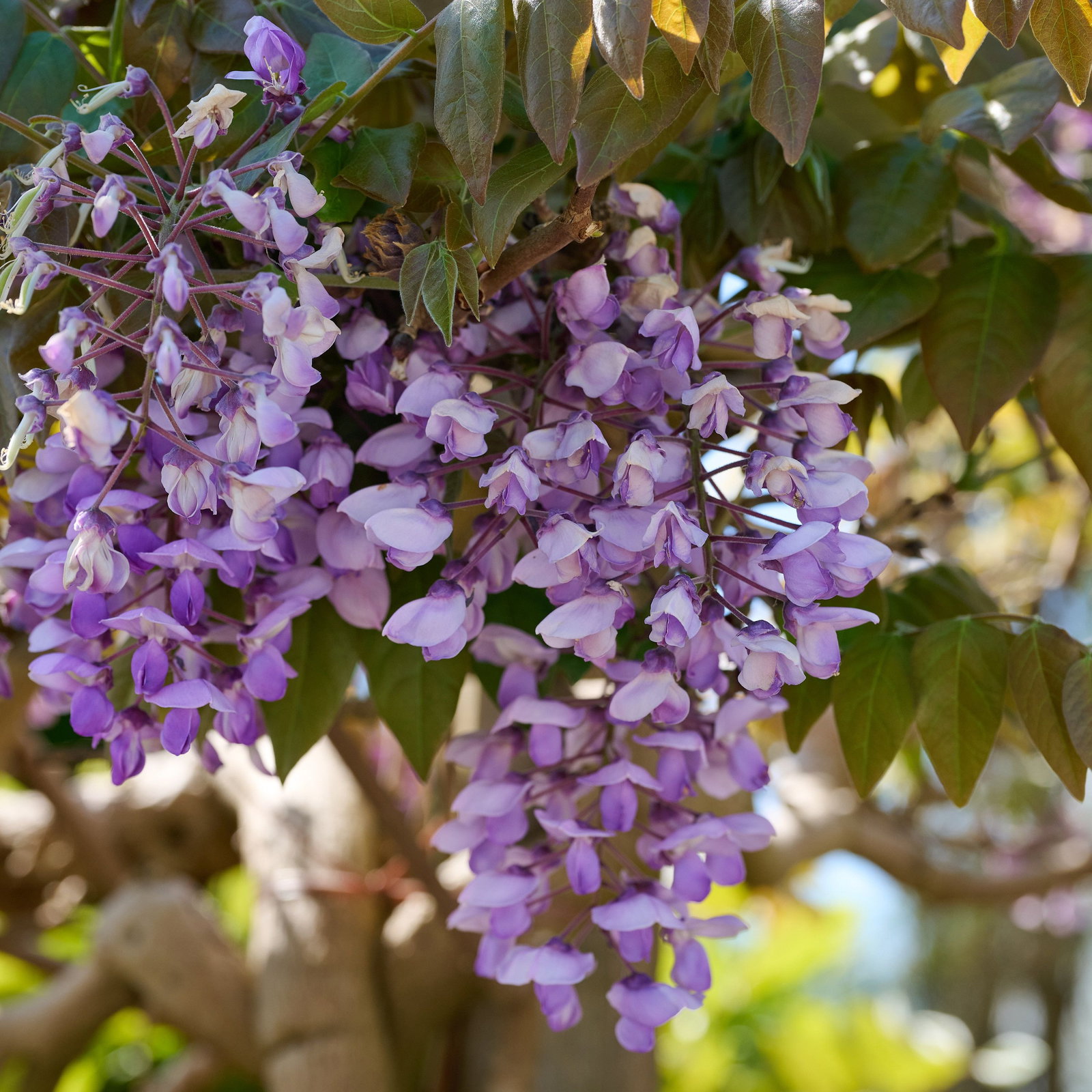 Blauregen Okoyama - Wisteria brachybotrys Okayama gnstig kaufen