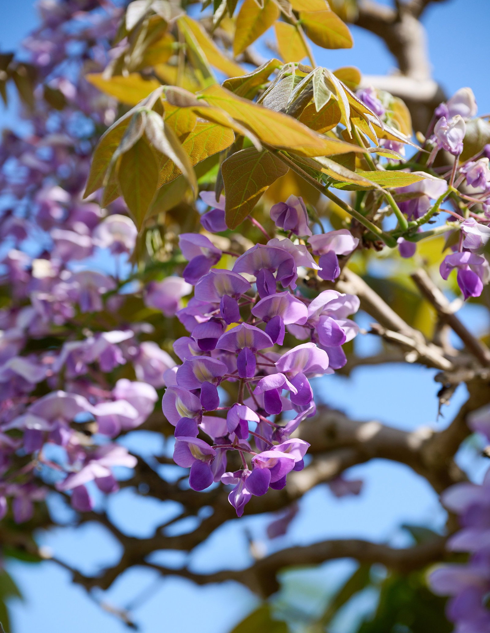 Blauregen Okoyama - Wisteria brachybotrys Okayama gnstig kaufen
