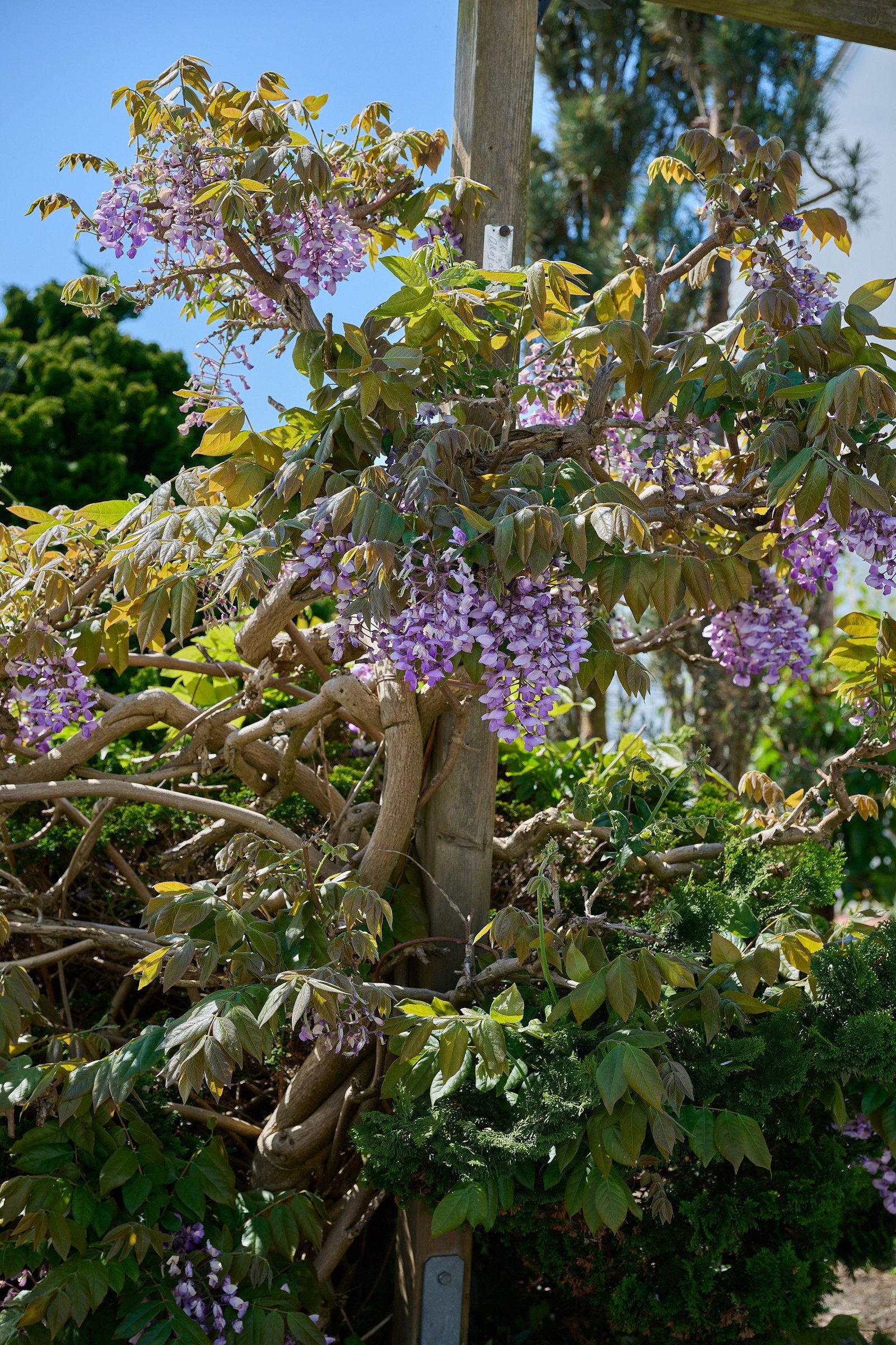 spessart bonsai Sweet Plum Styled Import (Sageretta Theezan)
