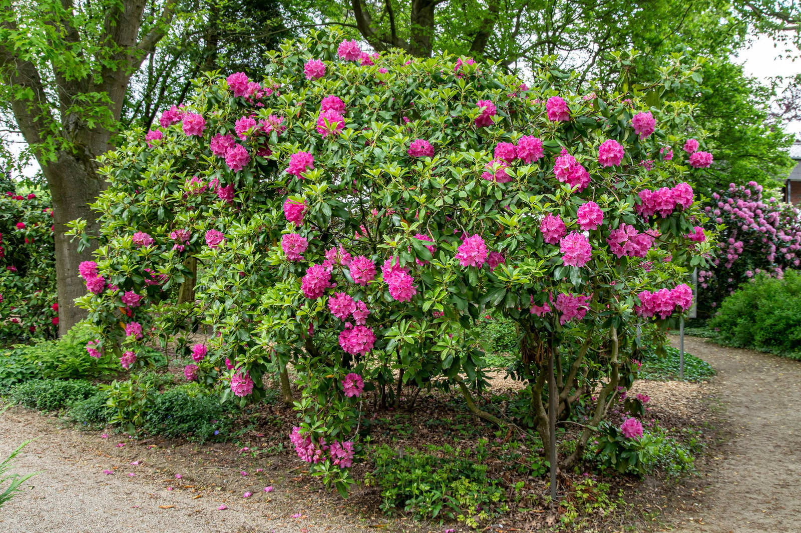 rhododendron silver sword Silver Sword Azalea – Plant Detectives main image 0