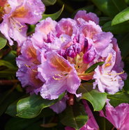 Rhododendron Tanaga - Rhododendron Hybride Tanaga gnstig kaufen
