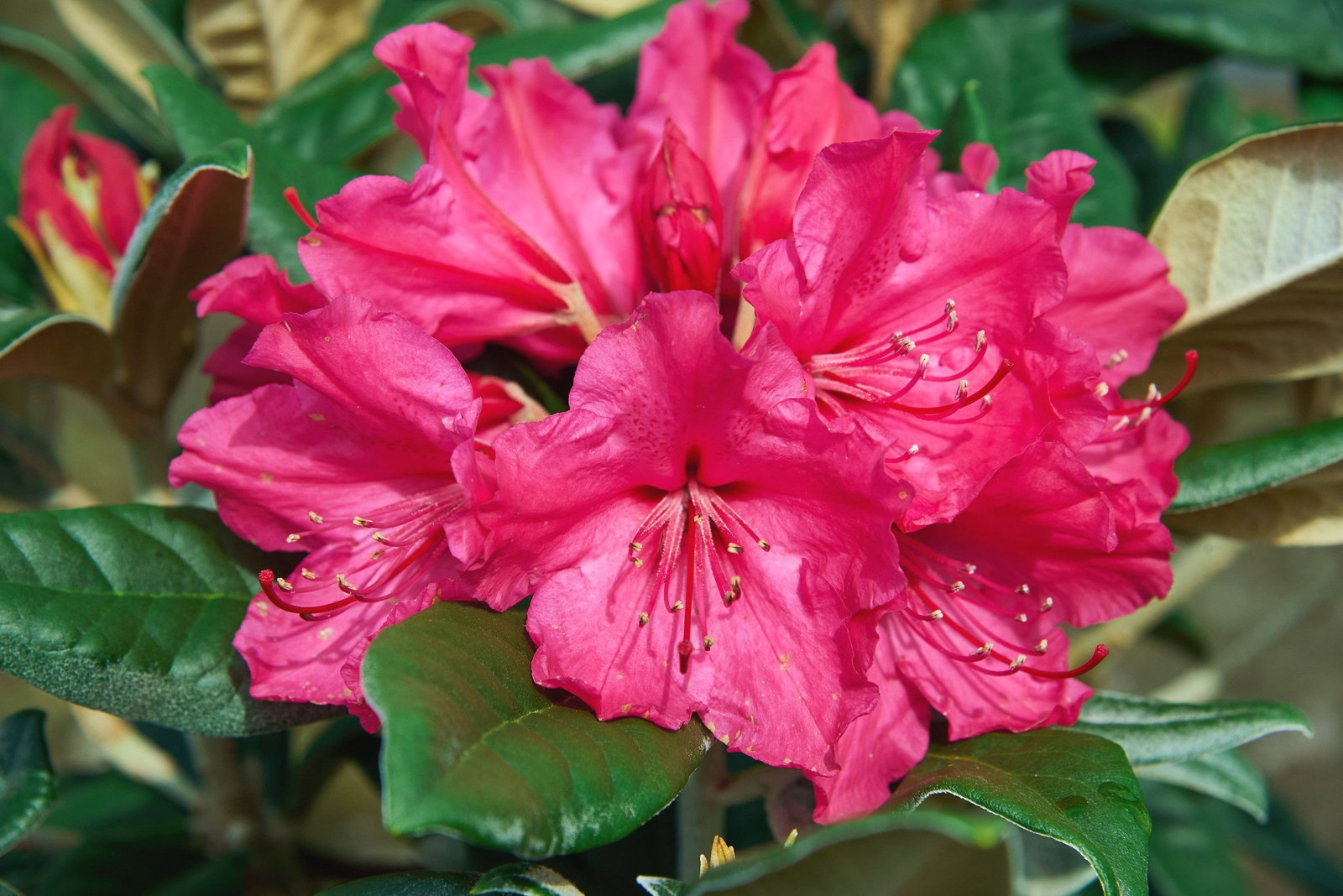 Rhododendron Weinlese - Rhododendron smirnowii Weinlese gnstig kaufen