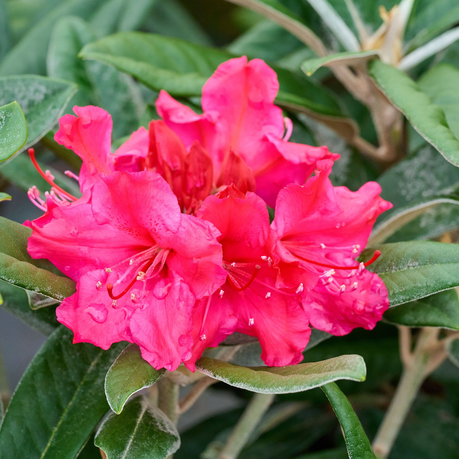 Rhododendron Weinlese - Rhododendron smirnowii Weinlese gnstig kaufen