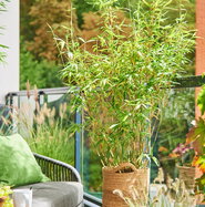 Fargesia murieliae Dino - Gartenbambus Dino | jetzt gnstig online kaufen  bei pflanzmich!