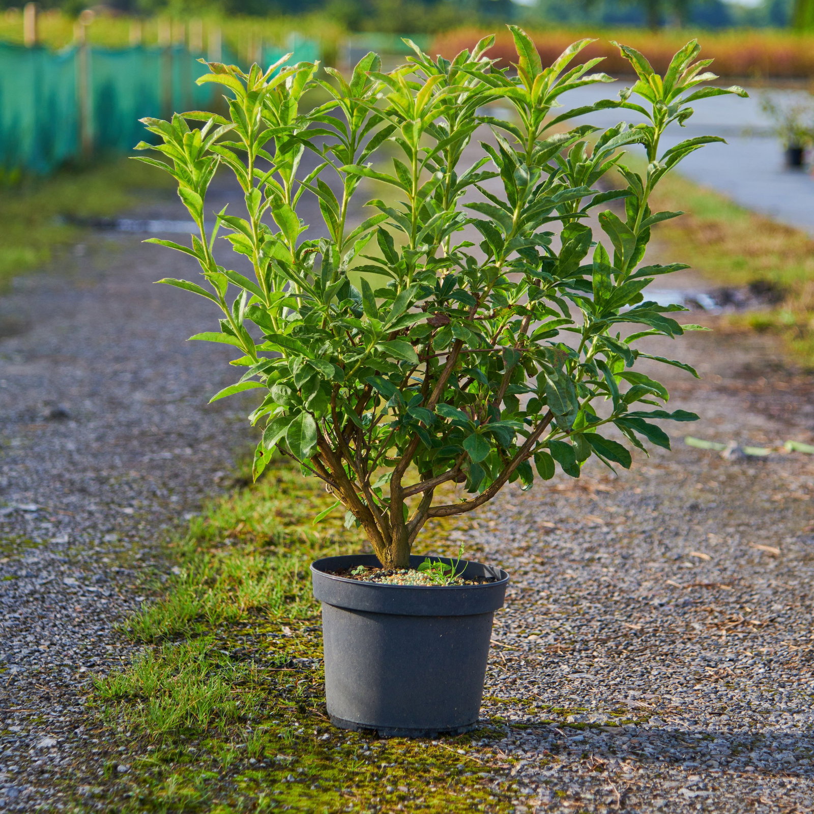 taxus baccata kaufen holland Taxus baccata 'Fastigiata' Solitär main image 0