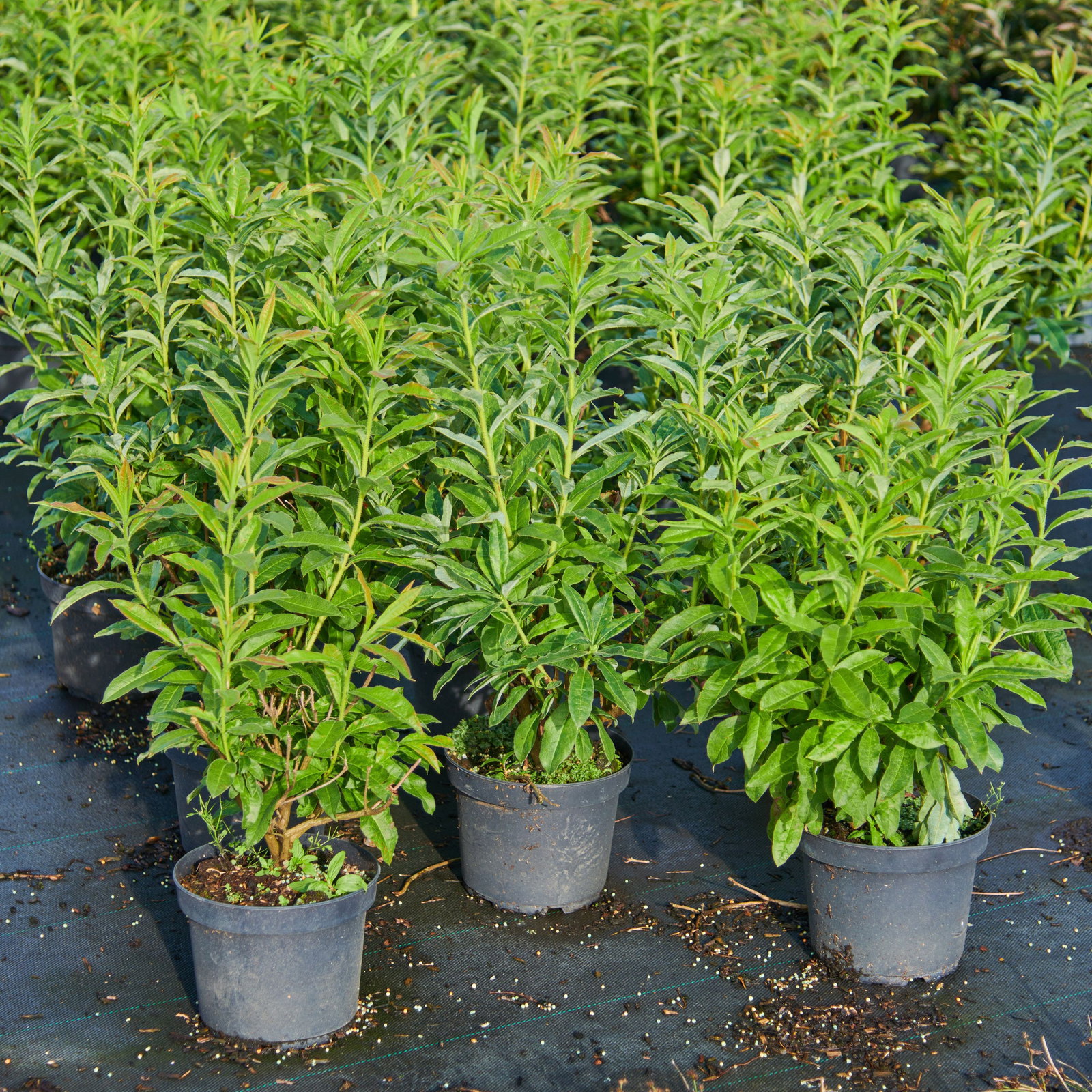 Laubabwerfende Azalee Raimunde - Rhododendron luteum Raimunde gnstig kaufen