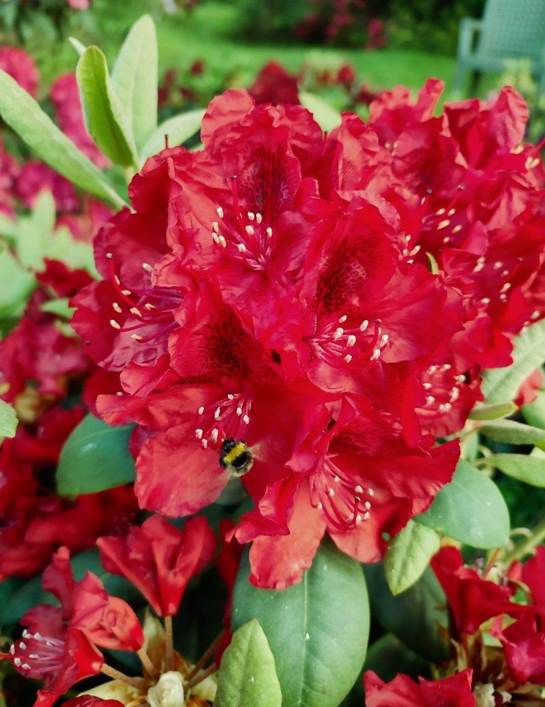 Rhododendron Erato -S- - Rhododendron Hybride Erato -S- gnstig kaufen