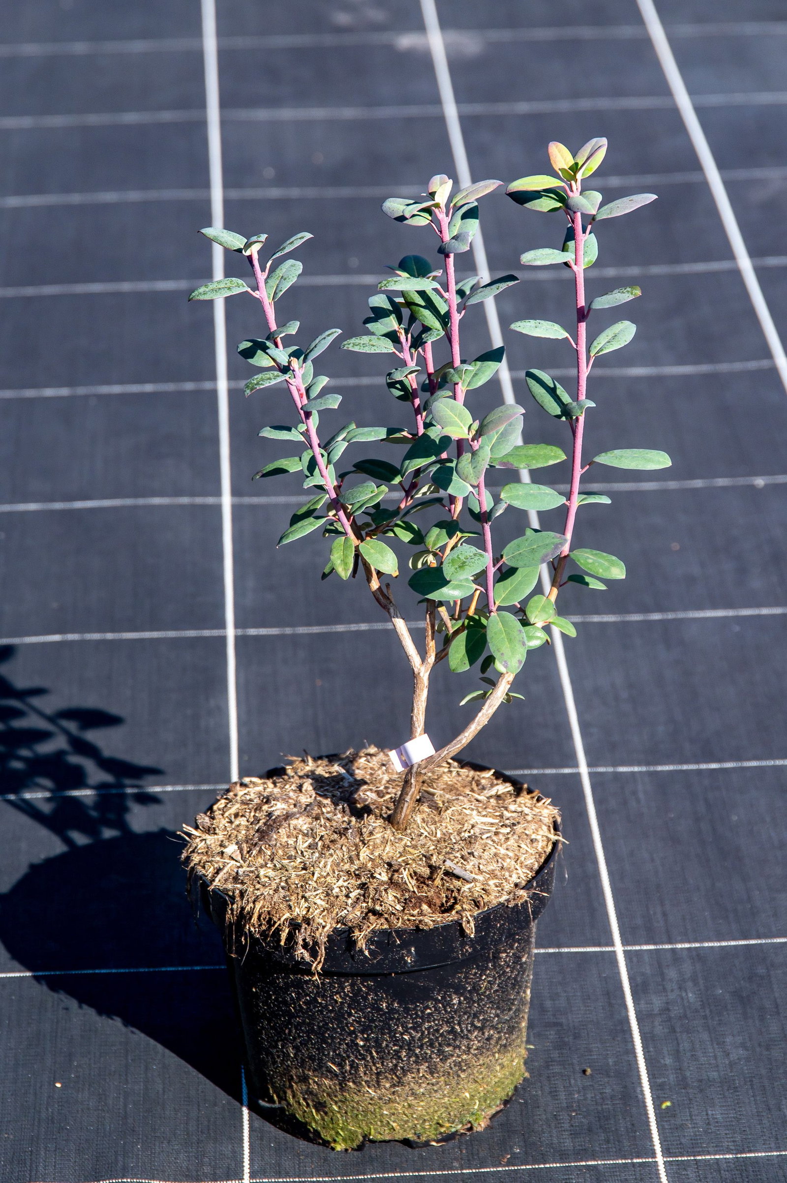 Rhododendron oreotrephes - Rhododendron oreotrephes gnstig kaufen