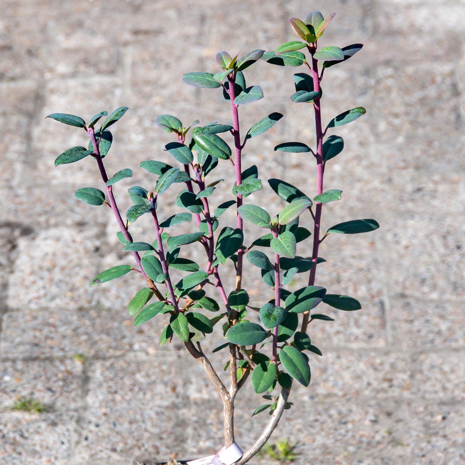 Rhododendron oreotrephes - Rhododendron oreotrephes gnstig kaufen