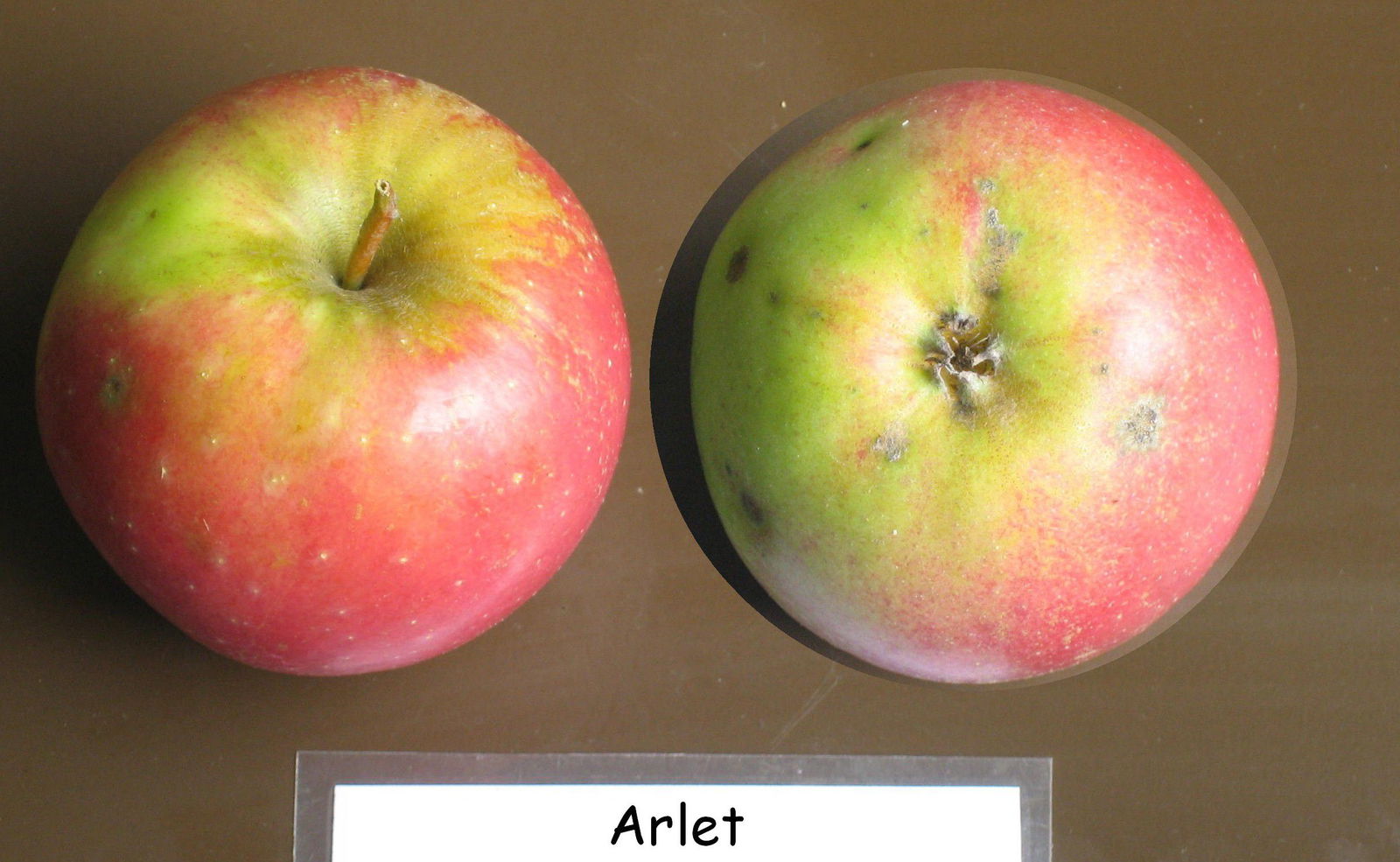 Apfel Arlet Malus Arlet günstig kaufen