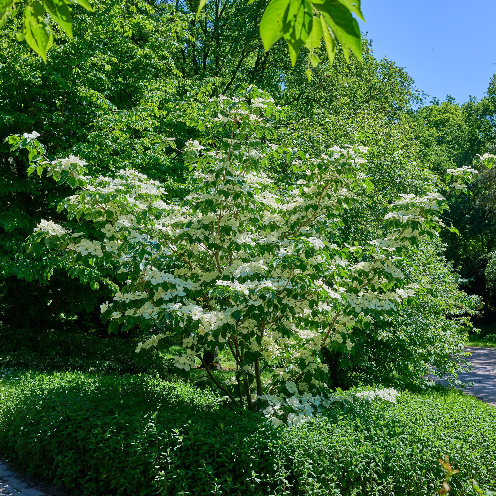 welcher dünger für red robin Glanzmispel 'Red Robin' / Photinia fraseri 'Red Robin' online kaufen main image 0