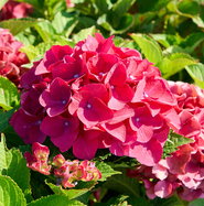 Hortensie Red Beauty - Hydrangea macrophylla Red Beauty gnstig kaufen