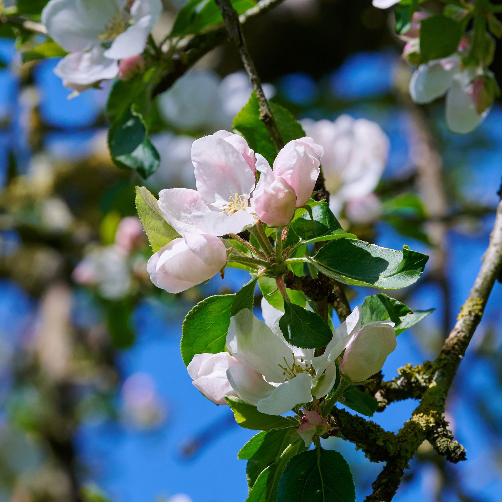 Apfel Jakob Fischer Malus Jakob Fischer günstig kaufen