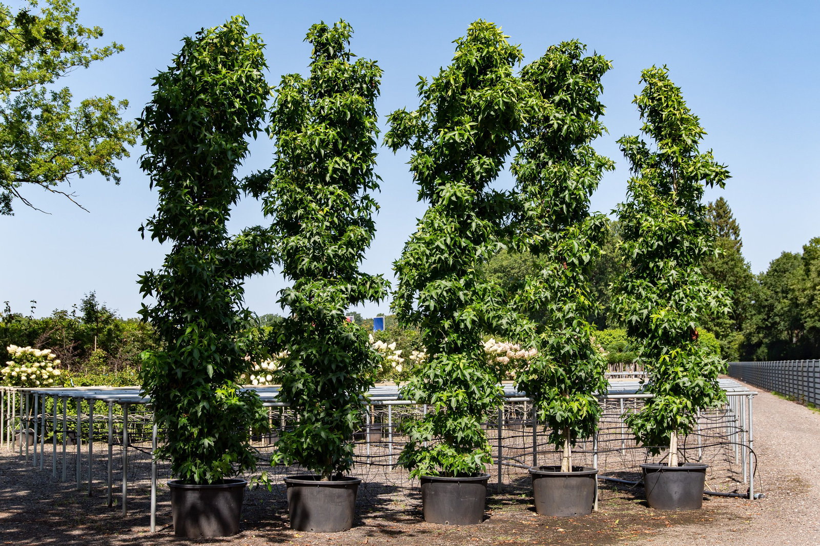 Sulen-Amberbaum - Liquidambar styraciflua Slender Silhouette gnstig kaufen
