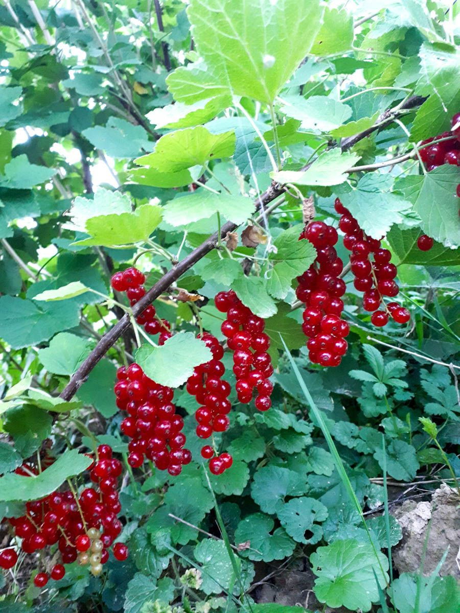 Rovada Rote Johannisbeere - Fußstamm Ca. 50cm Mit 5 Liter Topf