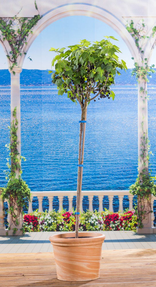 Schwarze Johannisbeere Titania Ribes nigrum Titania günstig kaufen