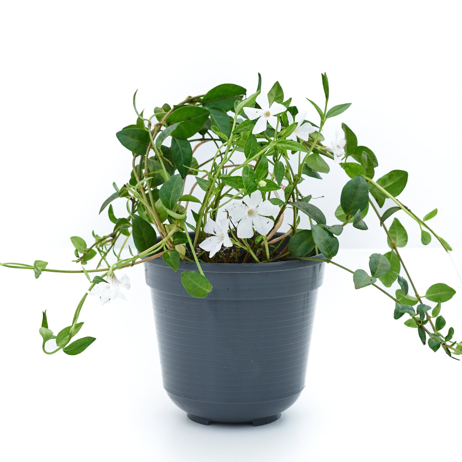 Vinca minor White Power - Kleines Garten-Immergrn White Power | gnstig  online kaufen!