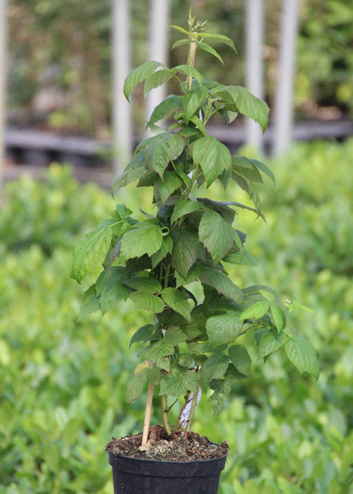 Himbeere AromaQueen Rubus idaeus AromaQueen günstig kaufen