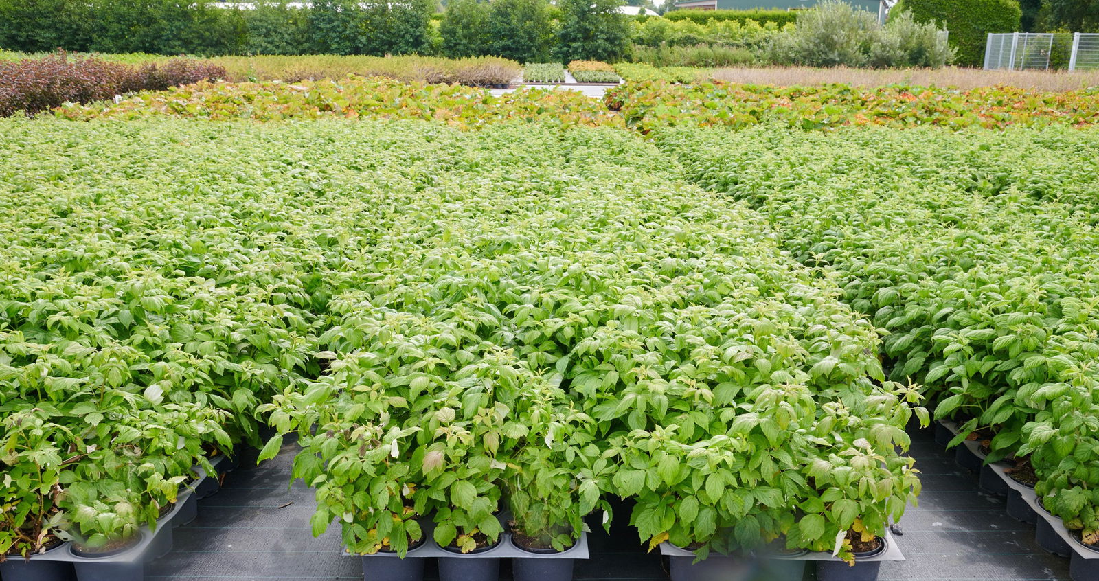 Himbeere AromaQueen Rubus idaeus AromaQueen günstig kaufen